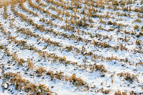 Wallpaper Mural dry plants in the snow Torontodigital.ca