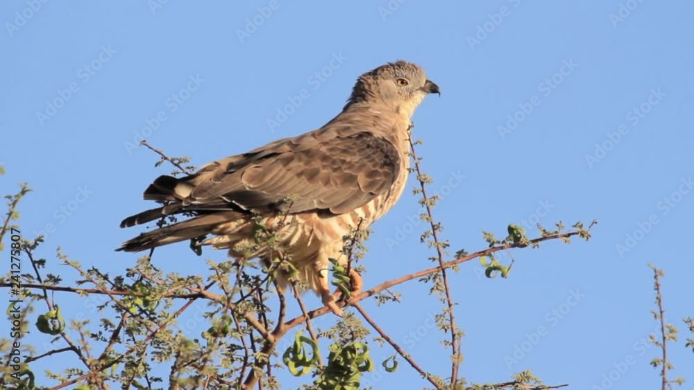 Honey buzzard standing on a branch Steady shot of Honey buzzard standing on a branch Honey buzzard standing on a branch Steady shot of Honey buzzard standing on a branch