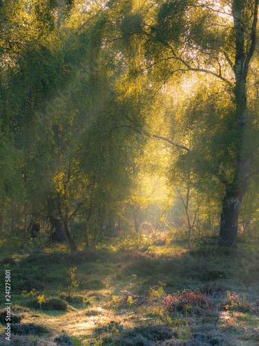 Morning Light Through Trees