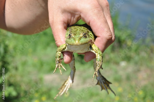 frog, amphibian, animal, green, nature, wildlife, toad, hand, tree, macro, tree frog, small, eye, water, reptile, wild, leaf, outdoors