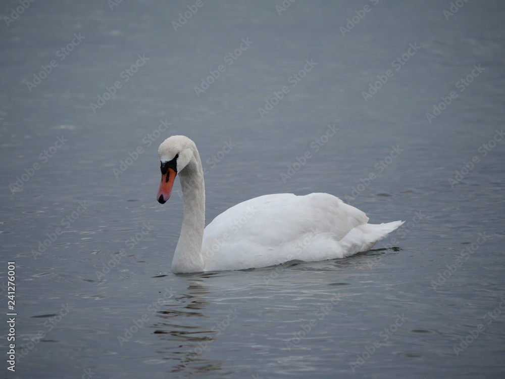 white swan is swimming in the water white swan is swimming in the water