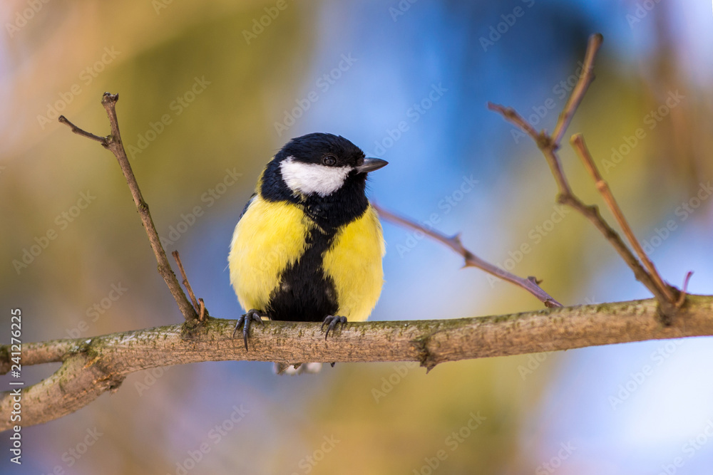 Blue tit perched on a branch Blue tit perched on a branch
