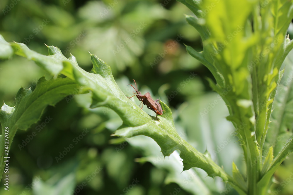 Fototapeta premium fotografias de insectos varios mariposas 