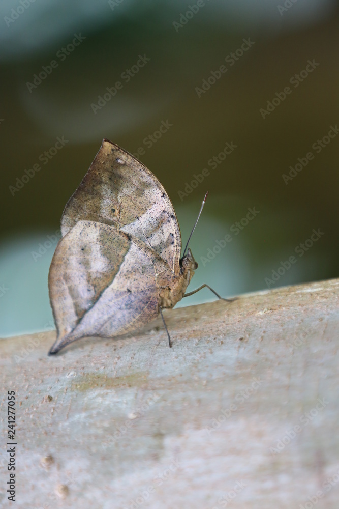 Obraz premium fotografias de insectos varios mariposas 