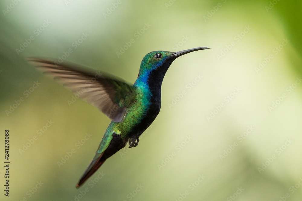 Obraz premium Black-throated mango (Anthracothorax nigricollis) hovering in the air, caribean tropical forest, Trinidad and Tobago, bird on colorful clear background,beautiful hummingbird in flight