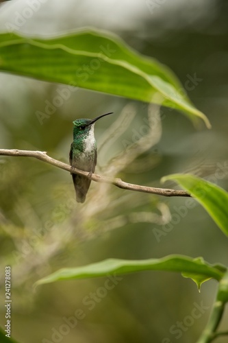 White-chested Emerald  sitting on branch in garden, bird from caribean tropical forest, Trinidad and Tobago, beautiful tiny hummingbird, exotic adventure in Caribic photo