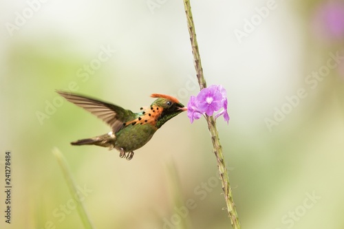 Tufted Coquette (Lophornis ornatus) hovering next to violet flower, bird in flight, caribean Trinidad and Tobago, natural habitat, beautiful hummingbird sucking nectar,colouful clear background,female