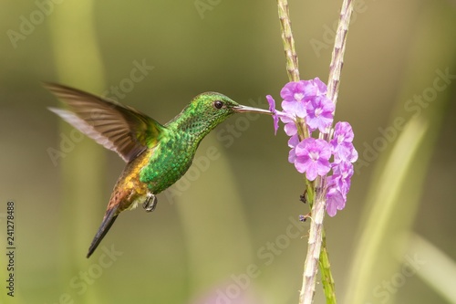 Copper-rumped hummingbird, Amazilia tobaci hovering next to violet flower, bird in flight, caribean Trinidad and Tobago, natural habitat, beautiful hummingbird sucking nectar,colouful clear background © Ji