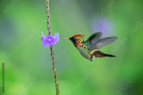 Tufted Coquette (Lophornis ornatus) hovering next to violet flower, bird in flight, caribean Trinidad and Tobago, natural habitat, beautiful hummingbird sucking nectar,colouful clear background,female