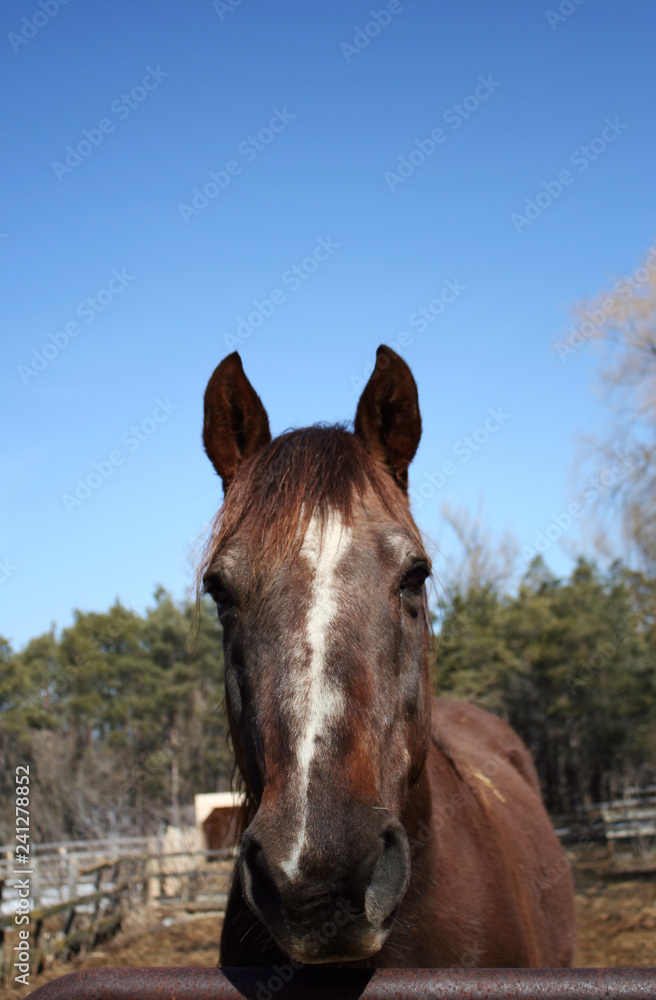 Naklejka premium Friendly horse with ears forward and blue sky 