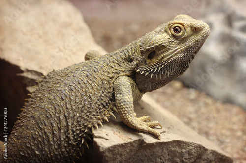 lizard on a rock  bearded dragon