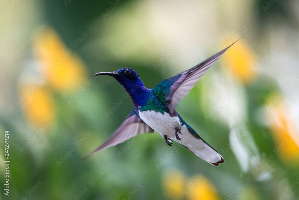 Fototapeta premium White-necked jacobin hovering in the air, caribean tropical forest, Trinidad and Tobago, bird on colorful clear background,beautiful hummingbird with white belly and blue head in flight