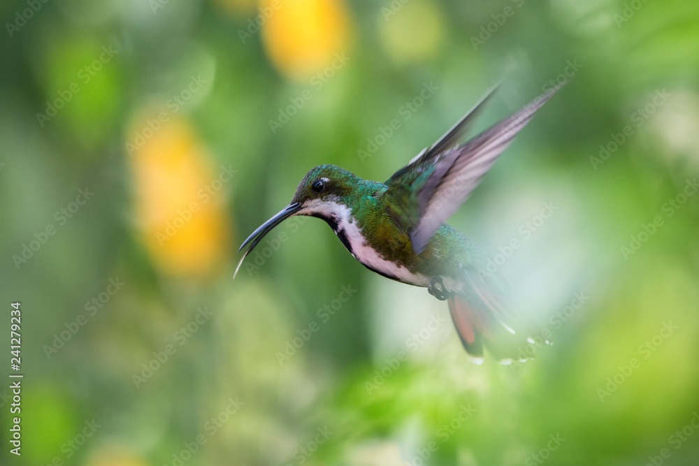 Black-throated mango (Anthracothorax nigricollis) hovering in the air, caribean tropical forest, Trinidad and Tobago, bird on colorful clear background,beautiful hummingbird in flight