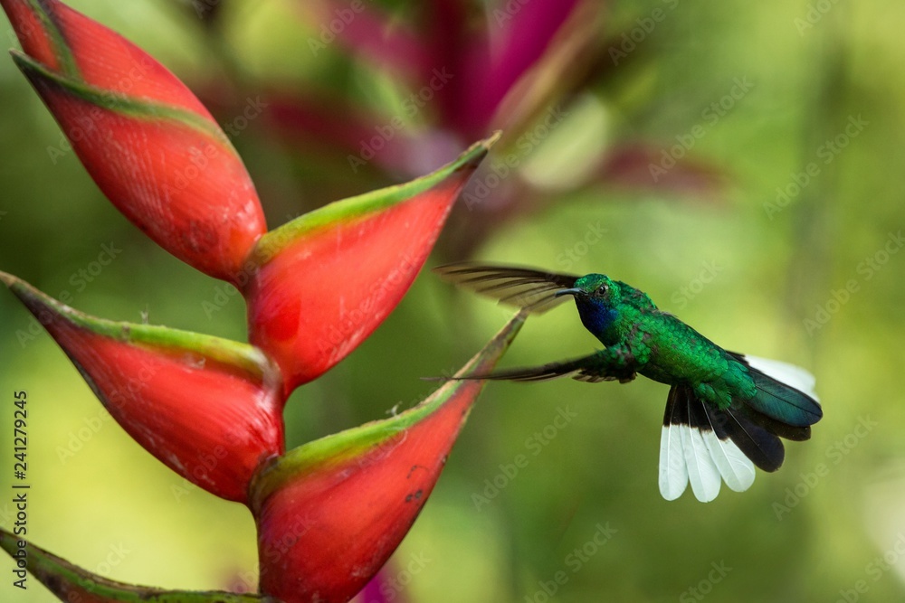 White-tailed sabrewing hovering next to pink mimosa flower, bird in flight, caribean tropical forest, Trinidad and Tobago, natural habitat, hummingbird sucking nectar, colouful background White-tailed sabrewing hovering next to pink mimosa flower, bird in flight, caribean tropical forest, Trinidad and Tobago, natural habitat, hummingbird sucking nectar, colouful background