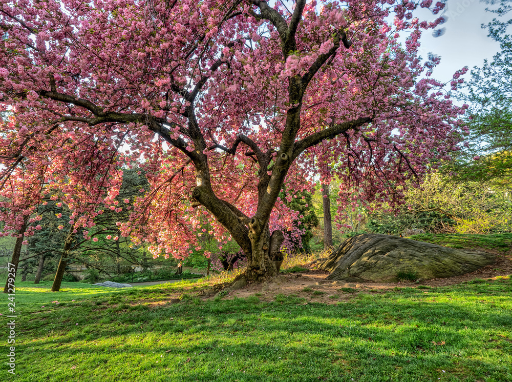 Central Park in spring with flowers and trees Central Park in spring with flowers and trees