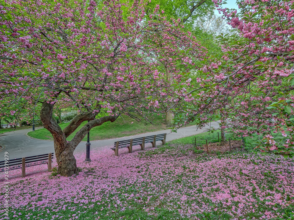 Naklejka premium Central Park in spring with flowers and trees
