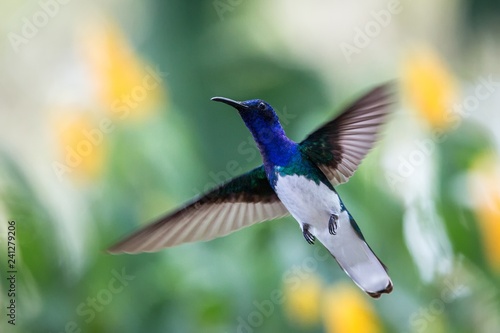 White-necked jacobin hovering in the air, caribean tropical forest, Trinidad and Tobago, bird on colorful clear background,beautiful hummingbird with white belly and blue head in flight