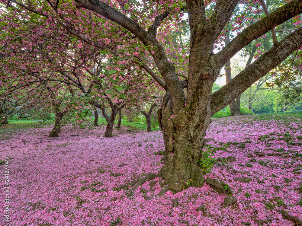 Obraz premium Central Park in spring with flowers and trees
