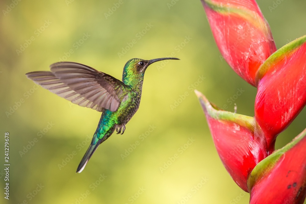 Fototapeta premium White-tailed sabrewing hovering next to pink mimosa flower, bird in flight, caribean tropical forest, Trinidad and Tobago, natural habitat, hummingbird sucking nectar, colouful background
