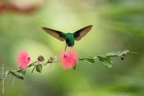 Copper-rumped Hummingbird hovering next to pink mimosa flower, bird in flight, caribean tropical forest, Trinidad and Tobago, natural habitat, hummingbird sucking nectar, colouful background