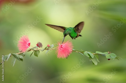 Copper-rumped Hummingbird hovering next to pink mimosa flower, bird in flight, caribean tropical forest, Trinidad and Tobago, natural habitat, hummingbird sucking nectar, colouful background