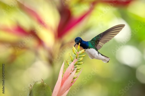 White-necked jacobin hovering next to pink and yellow flower, bird in flight, caribean tropical forest, Trinidad and Tobago, natural habitat, beautiful hummingbird sucking nectar, colouful background