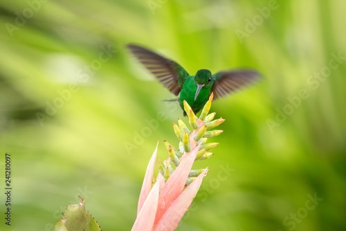 Copper-rumped Hummingbird hovering next to pink flower, bird in flight, caribean tropical forest, Trinidad and Tobago, natural habitat, hummingbird sucking nectar, colouful background © Ji