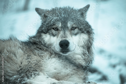 Arctic Wolf © Scharfetter