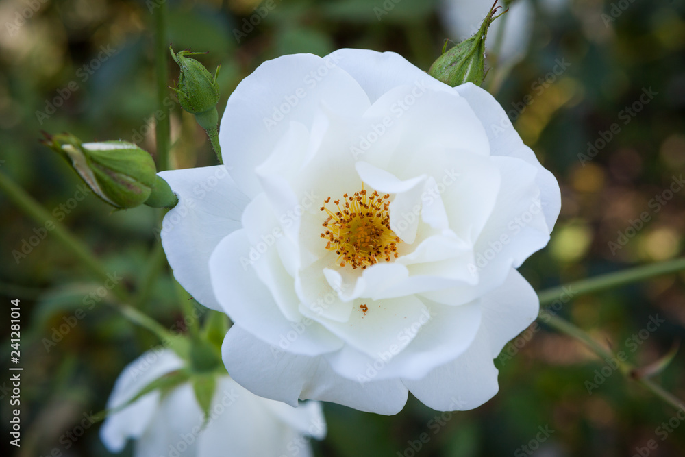 Fototapeta premium White rose flower blooming outdoors