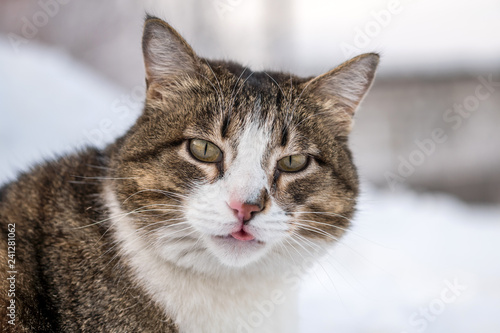 the cat stuck out his tongue and looks into the camera