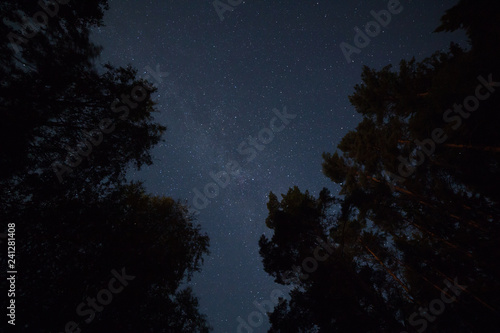 Starry sky in the forest upward perspective