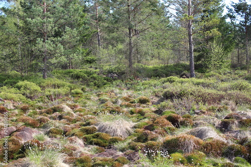 Fototapeta Naklejka Na Ścianę i Meble -  Bieszczady 2018