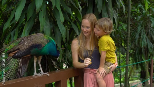 Steadicam shot of a young woman and her little son visiting a bird park. Toursts stand by the indian peacock photo