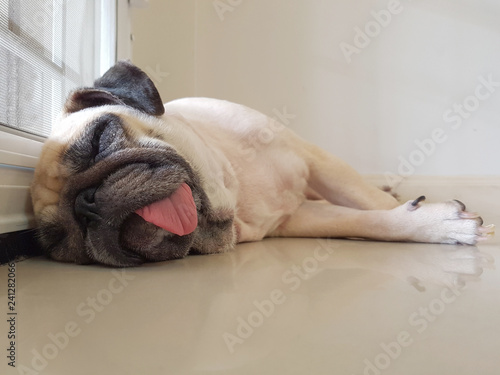 Funny Sleepy Pug Dog with gum in the eye sleep rest on floor at door in lazy time