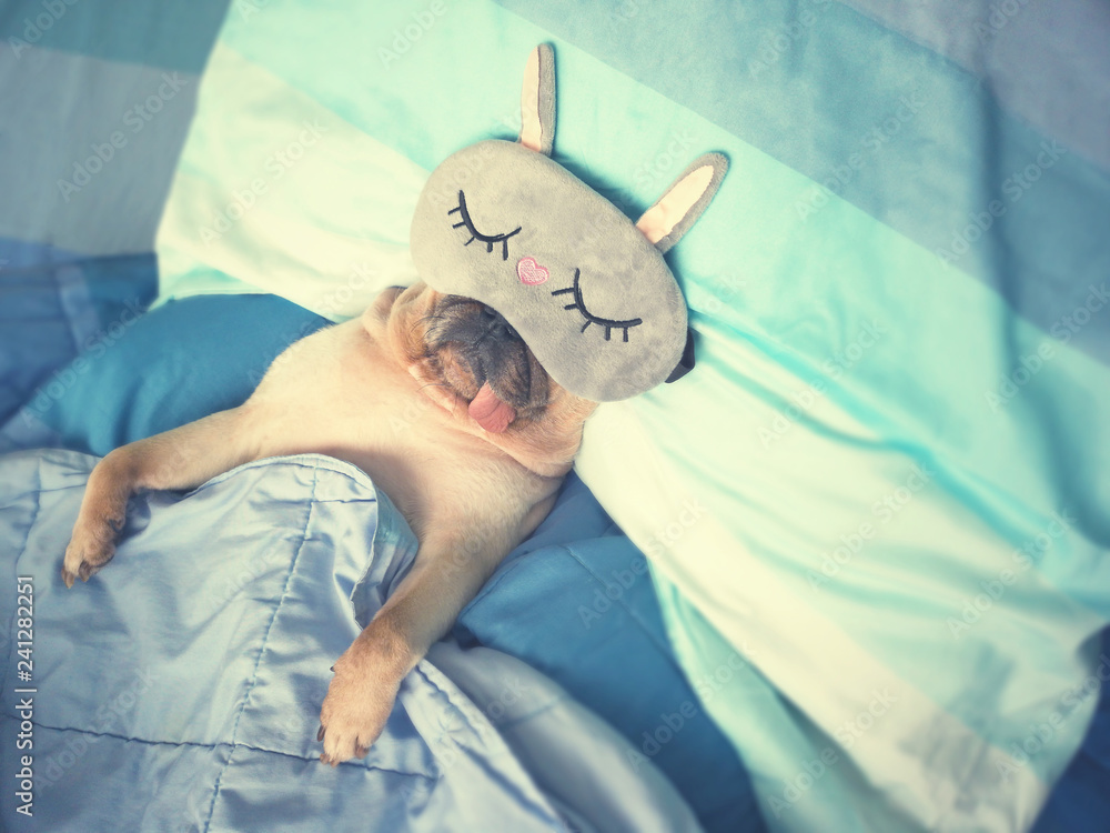 Cute pug dog sleep rest with the funny mask in the bed, wrap with blanket  and tongue sticking out in the lazy time Stock Photo | Adobe Stock