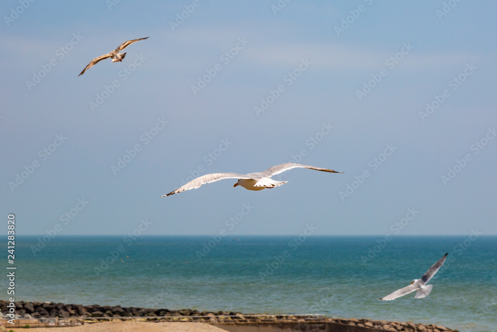 Seagulls at the Coast Seagulls at the Coast