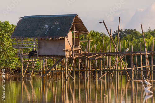 a simple fisherman's nipa hut on Bamboo piles with little egrets in a mangrove forest 