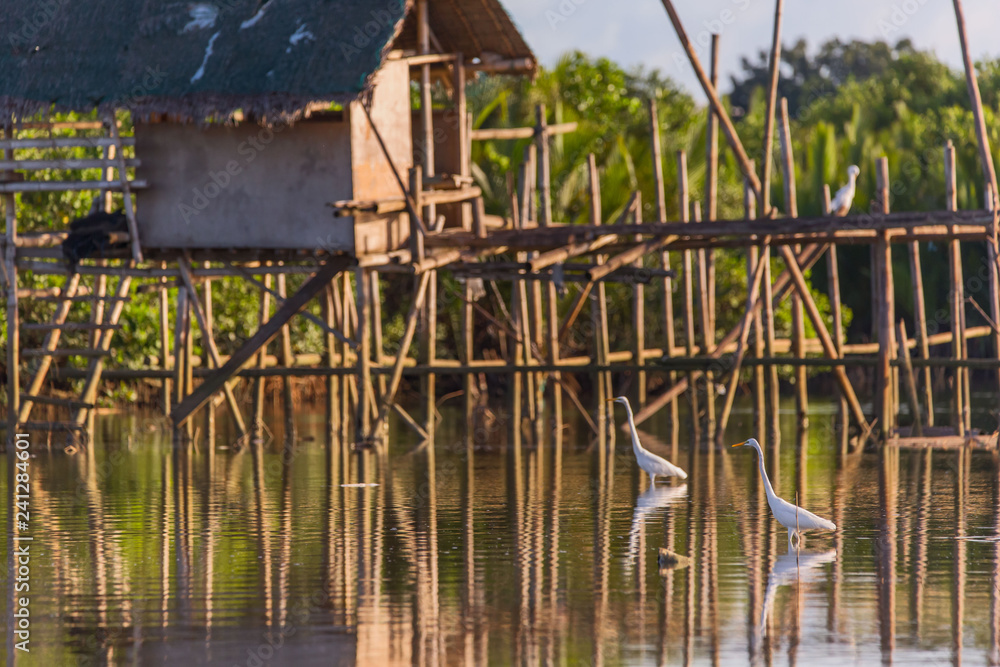 a simple fisherman's nipa hut on Bamboo piles with little egrets in a mangrove forest 