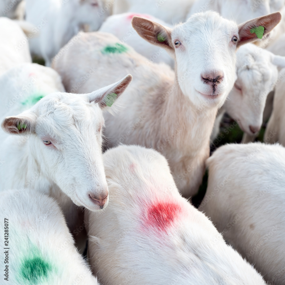 white goats in green meadow near farm in dutch province of utrecht white goats in green meadow near farm in dutch province of utrecht