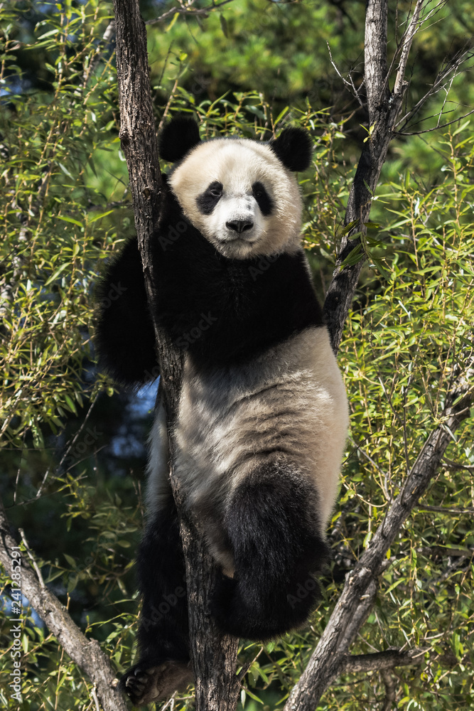 Fototapeta premium panda