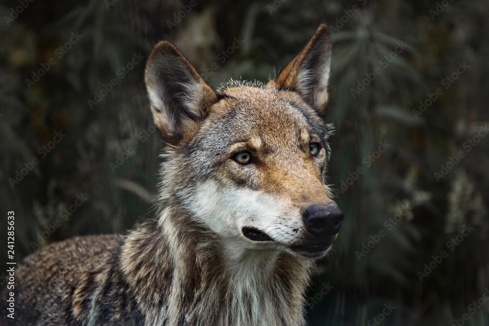 Portrait Wolf outdoor
