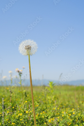 タンポポ 綿毛 山 空 素材 Stock Photo Adobe Stock