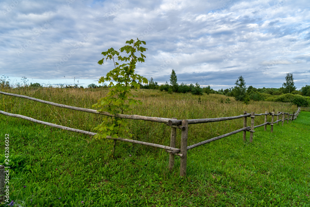 Fototapeta premium single isolated tree in green meadow field in summer