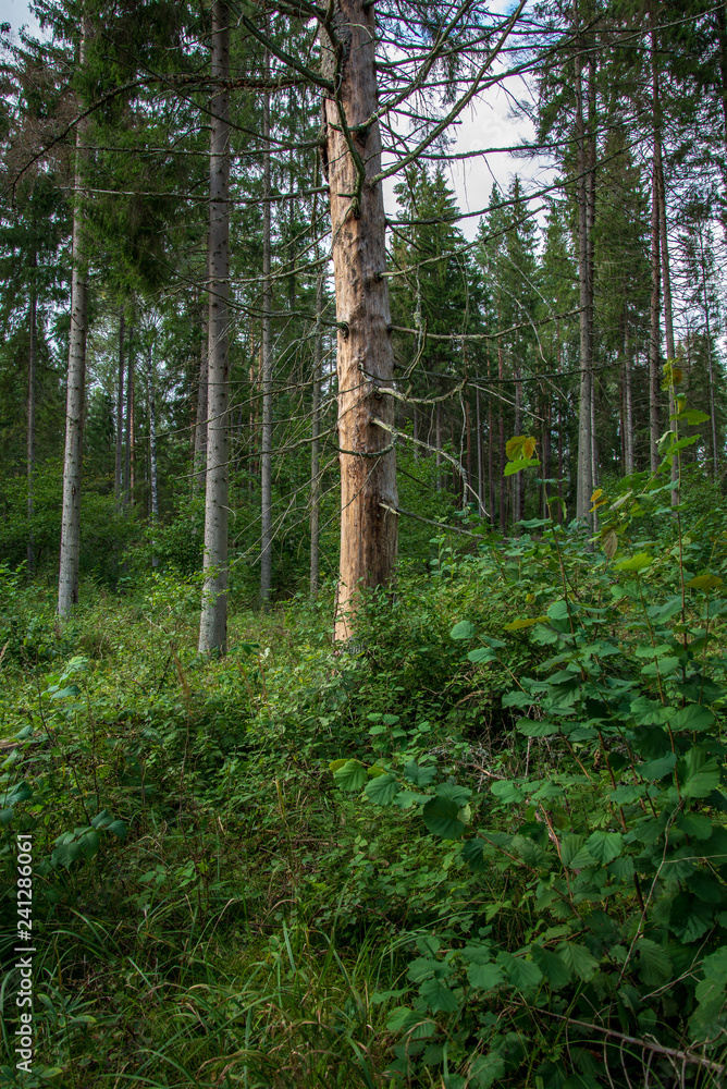 Obraz premium single isolated tree in green meadow field in summer