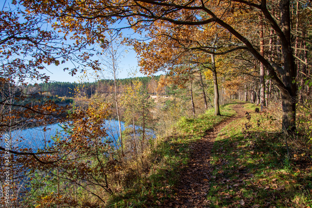 autumn in sunny day in park with distinct tree trunks and tourist trails autumn in sunny day in park with distinct tree trunks and tourist trails