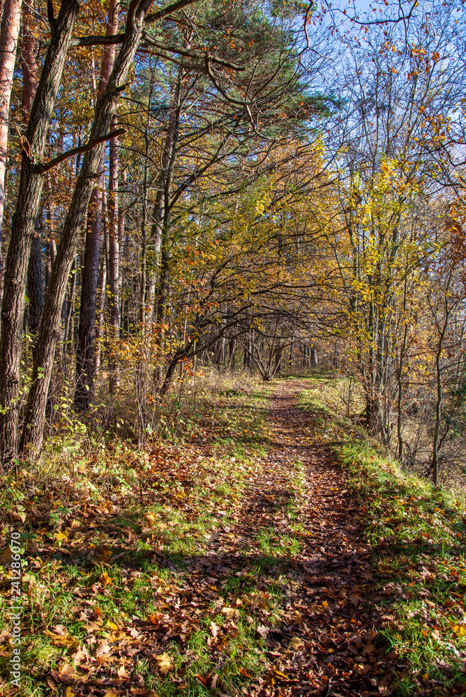 autumn in sunny day in park with distinct tree trunks and tourist trails