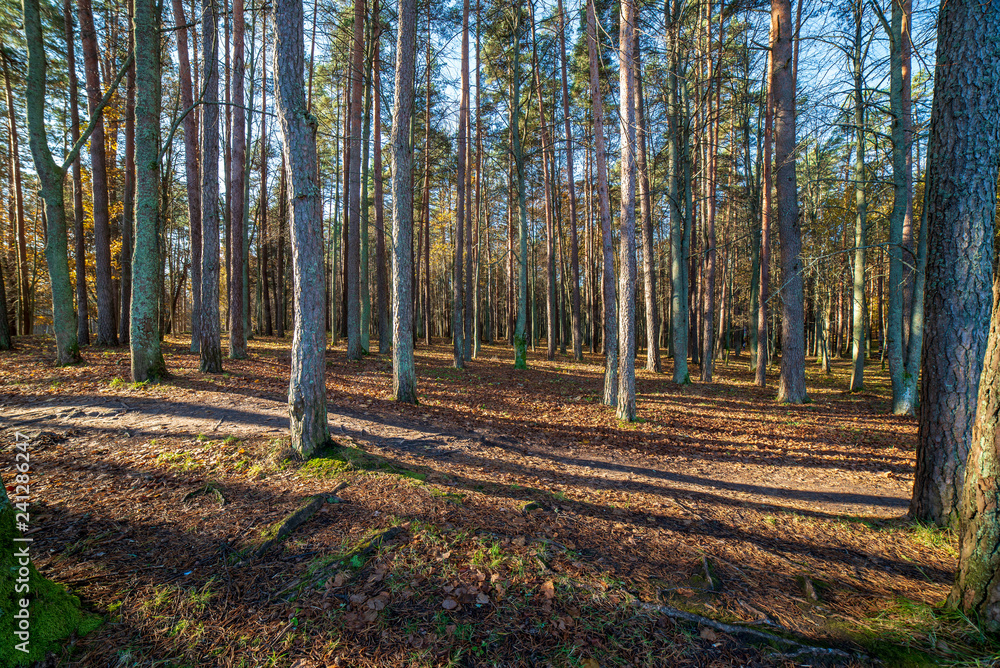 autumn in sunny day in park with distinct tree trunks and tourist trails autumn in sunny day in park with distinct tree trunks and tourist trails