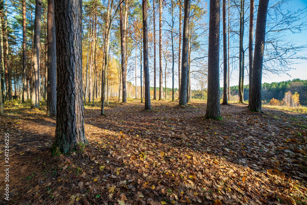 Obraz premium autumn in sunny day in park with distinct tree trunks and tourist trails