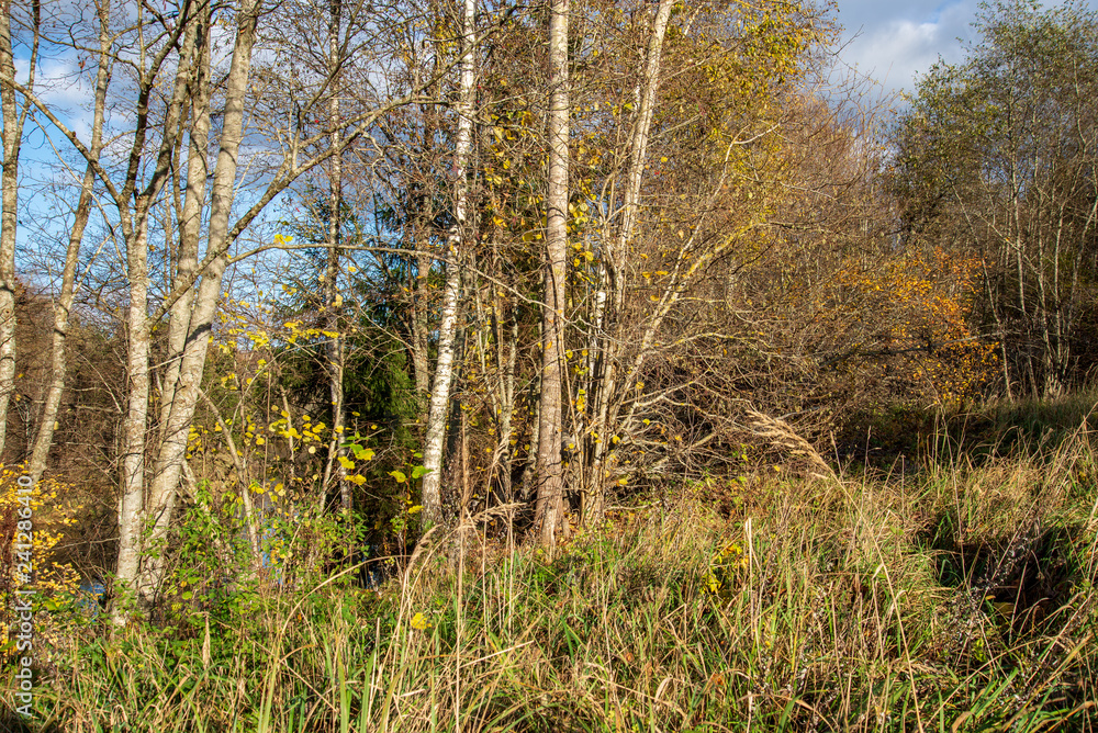 autumn in sunny day in park with distinct tree trunks and tourist trails autumn in sunny day in park with distinct tree trunks and tourist trails