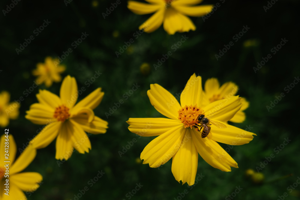 Bee and yellow cosmos flower Bee and yellow cosmos flower